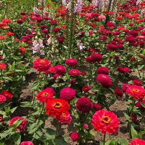 Meet your Posher, Liz